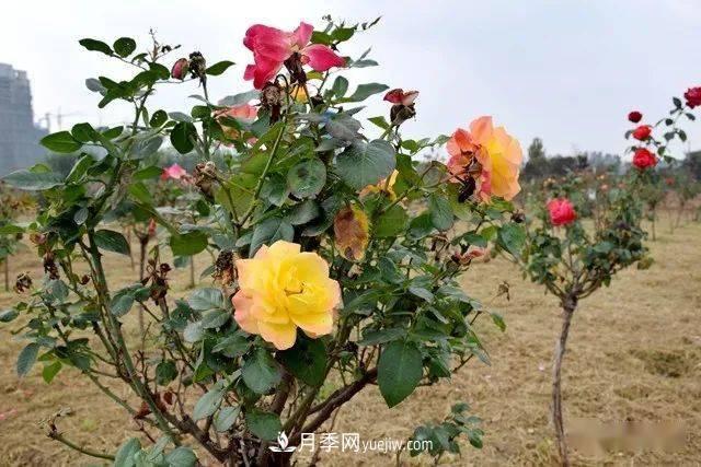 山東滕州北辛街道建成一座月季花海，總占地100畝真漂亮！(圖12)