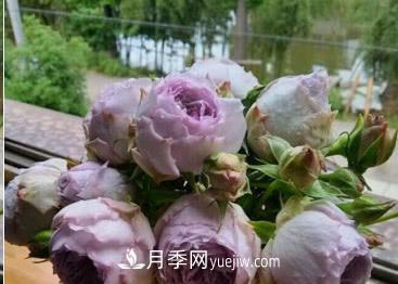 不可錯(cuò)過(guò)的經(jīng)典灌木月季品種介紹大全！(圖21)