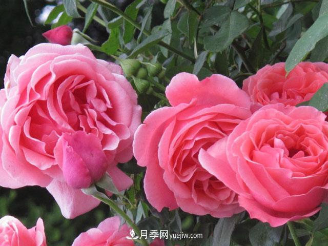 即將被拋棄的薔薇產(chǎn)業(yè)到底怎么樣？這些就是月季和薔薇的差距(圖1)