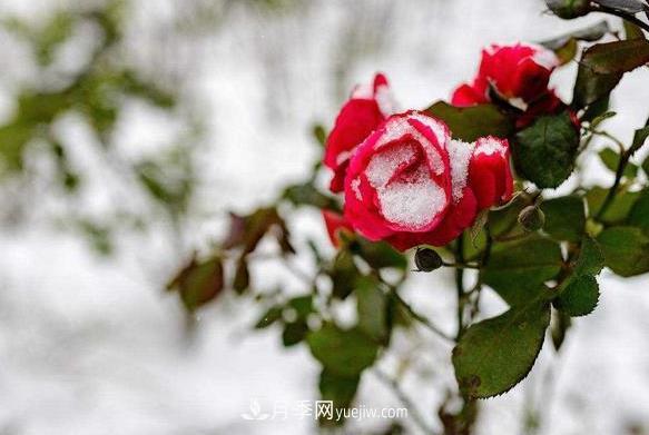 月季花冬天會凍死嗎？花對環(huán)境的要求比較低(圖1)
