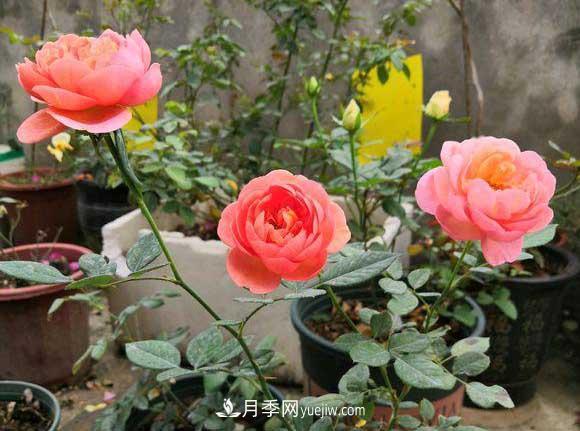 解密月季的花期控制技巧，讓月季分期分批、不斷開花(圖1)