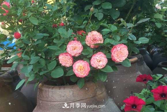 解密月季的花期控制技巧，讓月季分期分批、不斷開花(圖2)