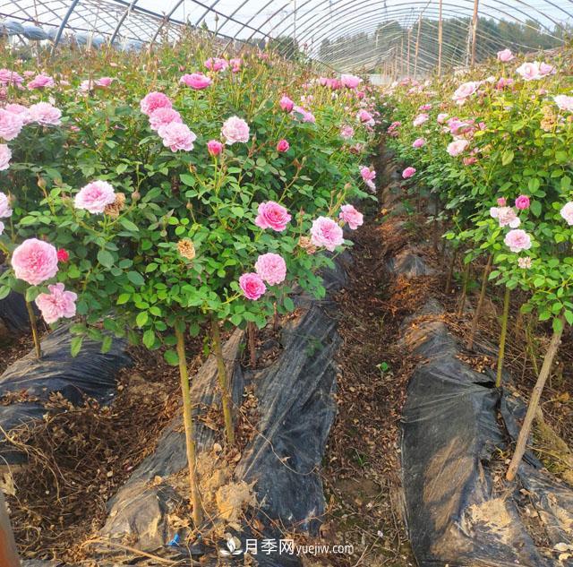 棒棒糖月季這么漂亮，南陽月季花農(nóng)是如何嫁接出來的？(圖1)
