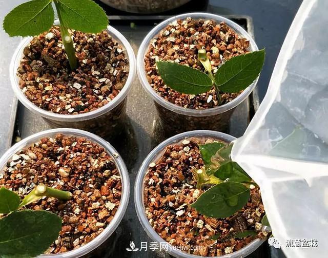 月季秋插方法很簡單，做好這幾步，生根快，成活率95%以上(圖4)