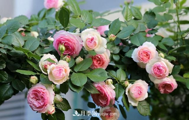 這3個月季品種是陽臺霸主，喜歡月季花的人都在種植(圖2)