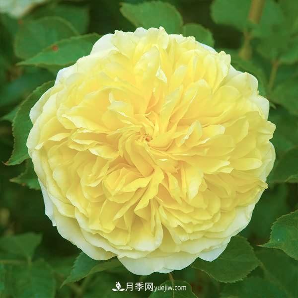 熱銷的8種月季花，沒養(yǎng)的都后悔了！(圖4)