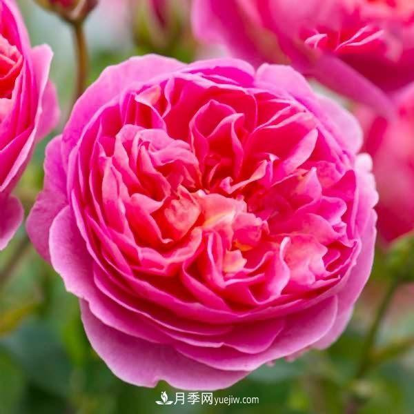 熱銷的8種月季花，沒養(yǎng)的都后悔了！(圖3)