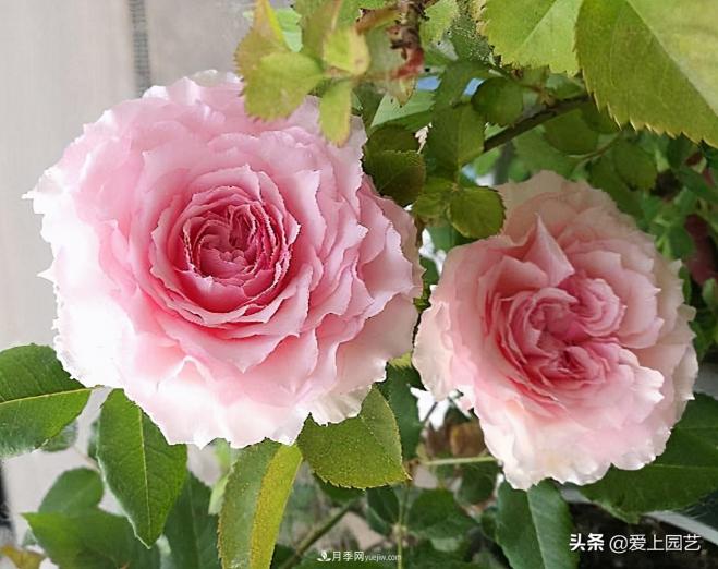 清新出塵的日本“仙女”月季，再難養(yǎng)也不能抗拒(圖1)