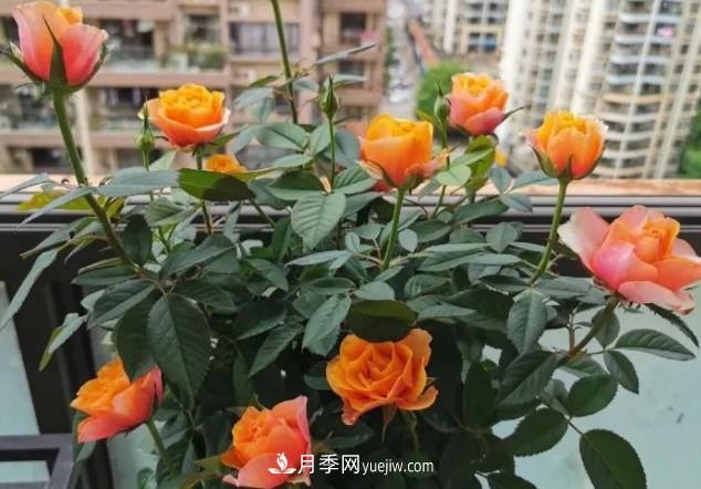 盆栽大花月季不如選微型，花型緊湊品種繁多，一次開花上百朵(圖3)