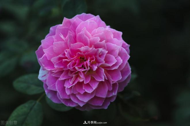不是我“崇洋媚外”，養(yǎng)月季選歐月，是有原因的(圖6)