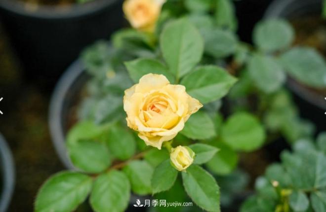 月季爆筍芽了，花友喜滋滋，先別樂(lè)，這個(gè)時(shí)期要慎重(圖1)