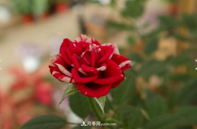 月季爆筍芽了，花友喜滋滋，先別樂(lè)，這個(gè)時(shí)期要慎重(圖2)
