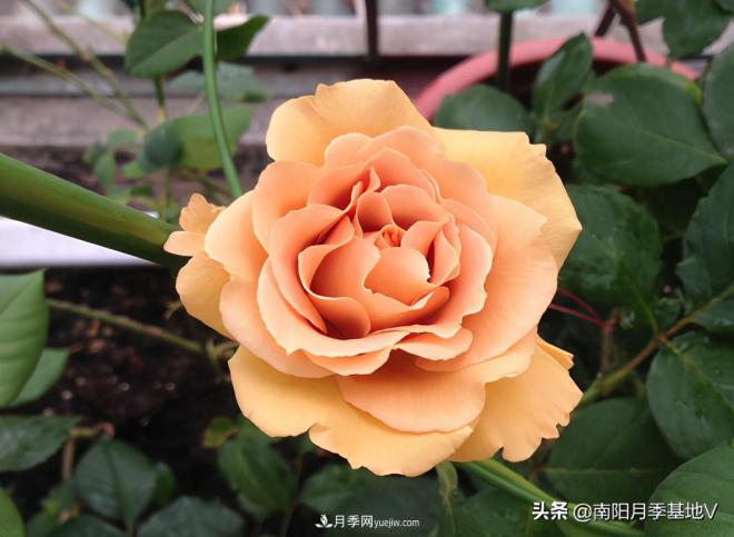 這8種月季，光聽名字就想一口吃掉，真的秀色可餐(圖8)