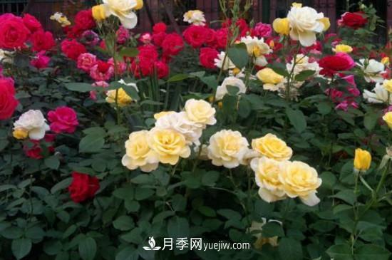 月季花有哪些顏色？月季花的養(yǎng)殖方法？(圖2)