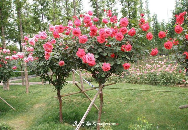 月季樹(shù)的嫁接方法及后期管理養(yǎng)護(hù)，月季樹(shù)的特點(diǎn)(圖2)