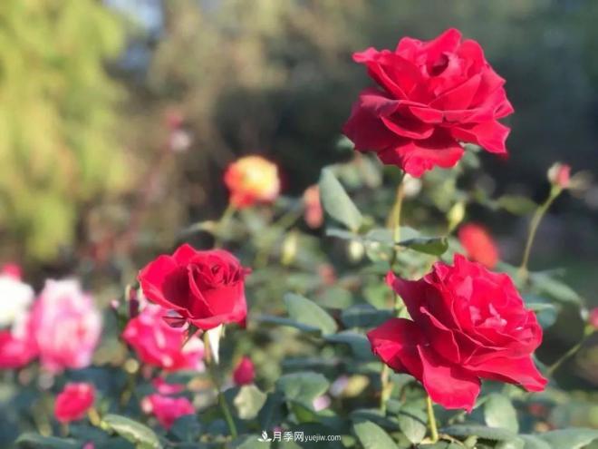秋日暖陽花盛開，來上海濱江森林公園看金秋***美月季花(圖1)