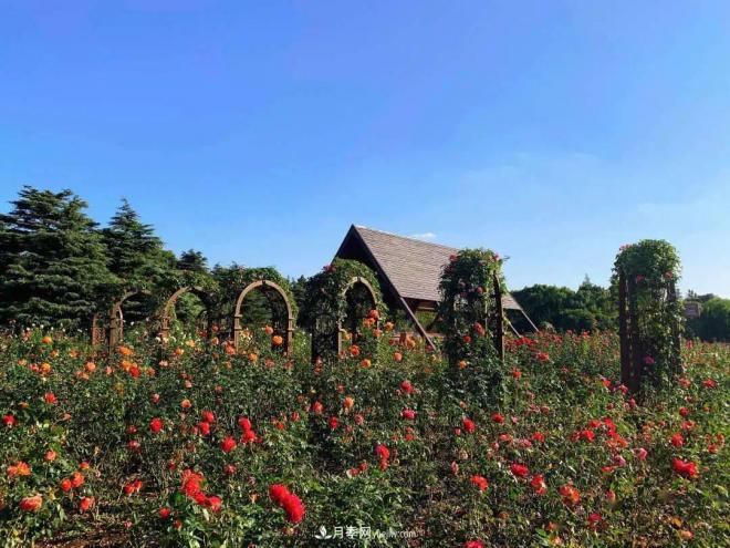 秋日暖陽花盛開，來上海濱江森林公園看金秋***美月季花(圖2)
