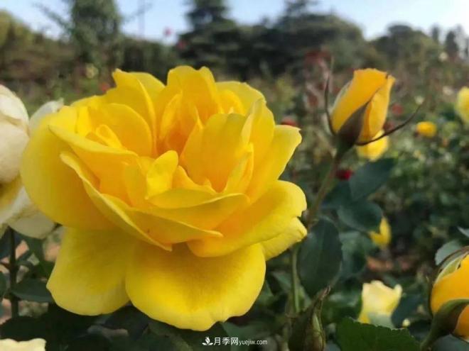 秋日暖陽花盛開，來上海濱江森林公園看金秋***美月季花(圖4)
