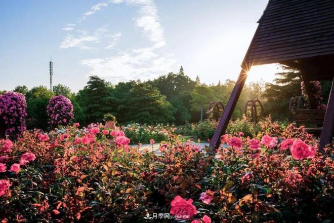 秋日暖陽花盛開，來上海濱江森林公園看金秋***美月季花(圖3)