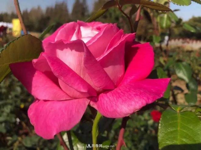 秋日暖陽花盛開，來上海濱江森林公園看金秋***美月季花(圖7)