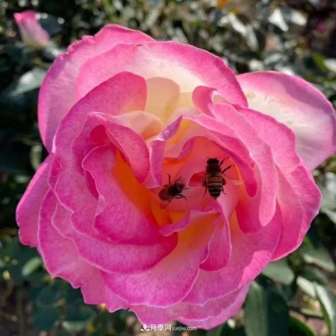 秋日暖陽花盛開，來上海濱江森林公園看金秋***美月季花(圖8)