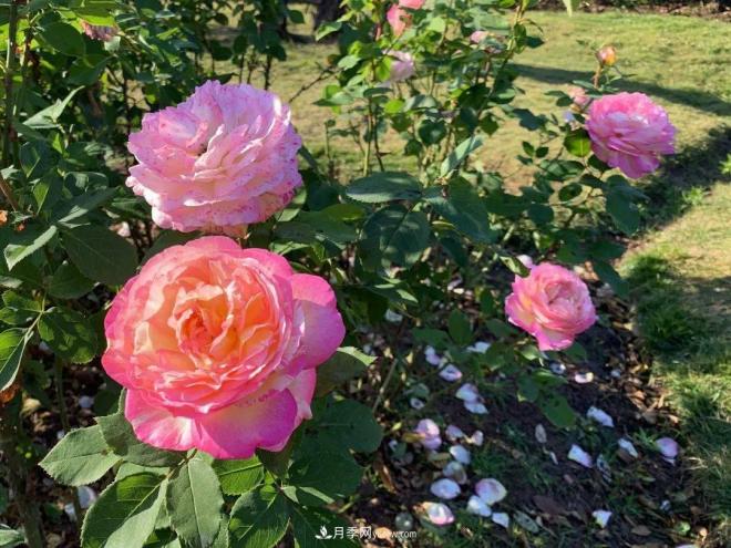 秋日暖陽花盛開，來上海濱江森林公園看金秋***美月季花(圖10)