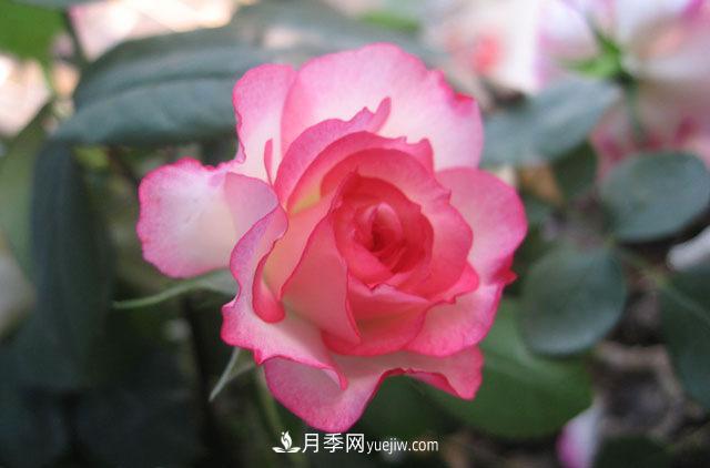 月季花冬天施肥不可大意，肥水管理分享(圖1)
