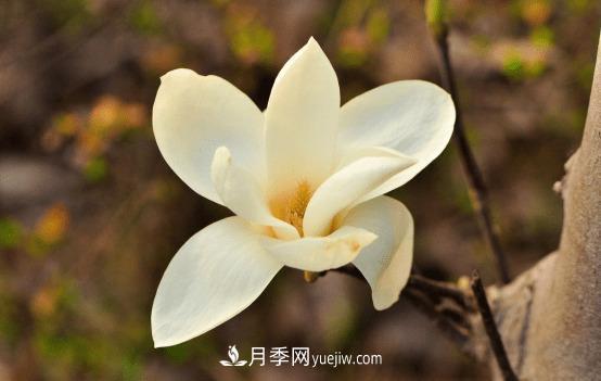 玉蘭花什么時候開，玉蘭花的種植方法(圖1)
