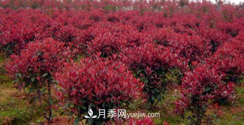 紅葉石楠冬季防護(hù)有哪些重要措施？(圖1)