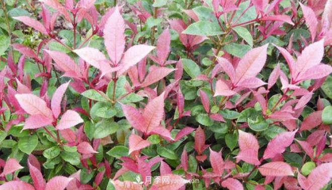 “彩葉潮流”來(lái)勢(shì)洶洶，這8種彩葉樹(shù)種前景大好(圖2)