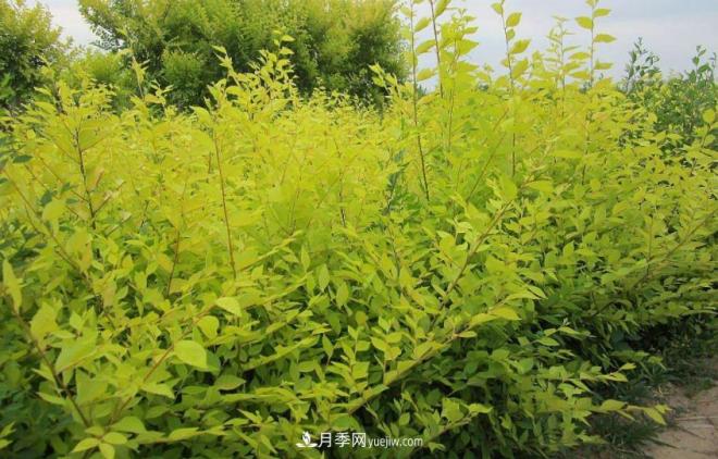 “彩葉潮流”來(lái)勢(shì)洶洶，這8種彩葉樹(shù)種前景大好(圖5)