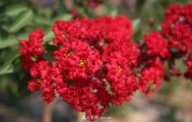 “彩葉潮流”來(lái)勢(shì)洶洶，這8種彩葉樹(shù)種前景大好(圖8)