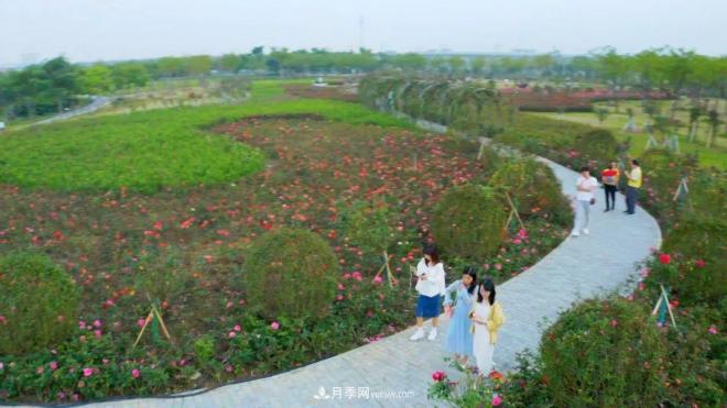 立冬已過，小雪將至~ 肇慶新區(qū)月季園景色獨(dú)好、風(fēng)光別致(圖2)
