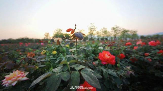 立冬已過，小雪將至~ 肇慶新區(qū)月季園景色獨(dú)好、風(fēng)光別致(圖1)