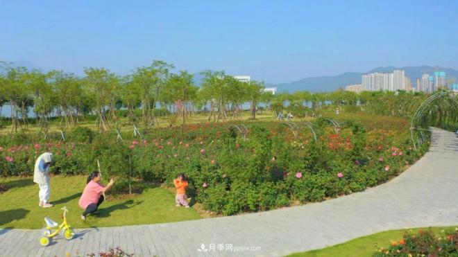 立冬已過，小雪將至~ 肇慶新區(qū)月季園景色獨(dú)好、風(fēng)光別致(圖5)