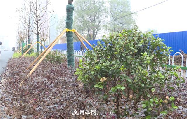 湖北應城栽種花木1500余株 賞花來這里！(圖2)