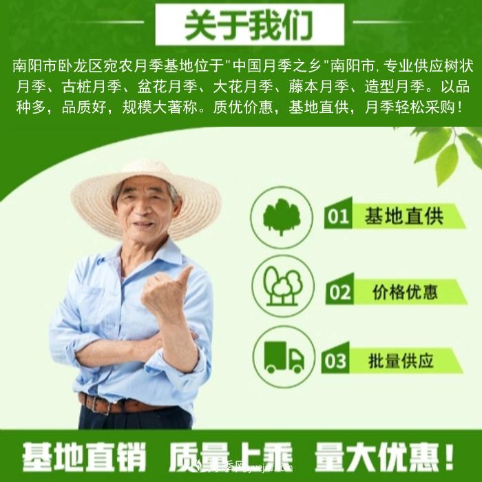 大花月季批發(fā)，樹狀月季批發(fā)，中國月季之鄉(xiāng)價(jià)格就是香！(圖3)