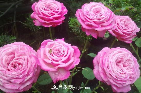 東陽市花是什么花？東陽市花是月季(圖2)