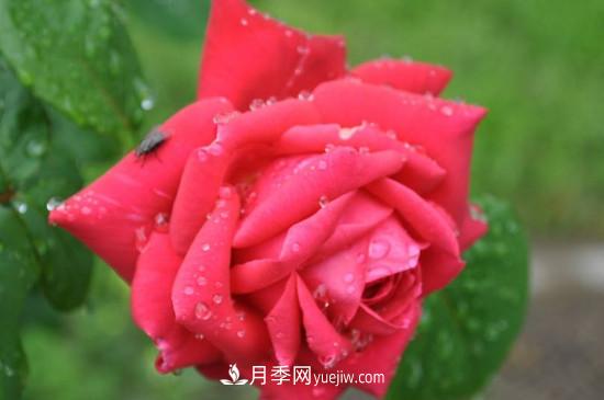 東陽市花是什么花？東陽市花是月季(圖1)