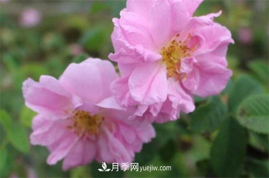 大馬士革玫瑰能吃嗎？用于制作花醬或者泡茶食用(圖2)