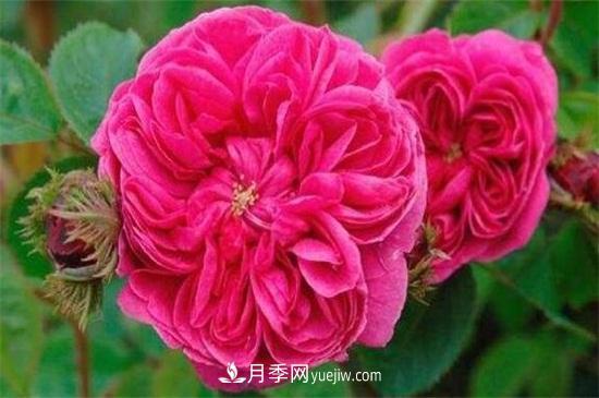 大馬士革玫瑰能吃嗎？用于制作花醬或者泡茶食用(圖1)