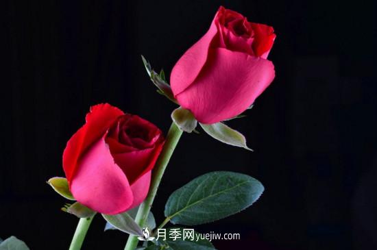 21朵玫瑰花代表什么？你是我的***愛以及真誠的愛(圖5)