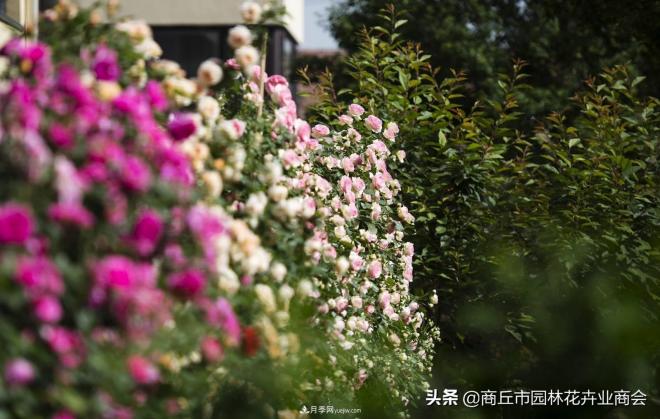 2020月季比美大賽！獲獎(jiǎng)大片欣賞！這大概是月季***美的打開方式了(圖2)