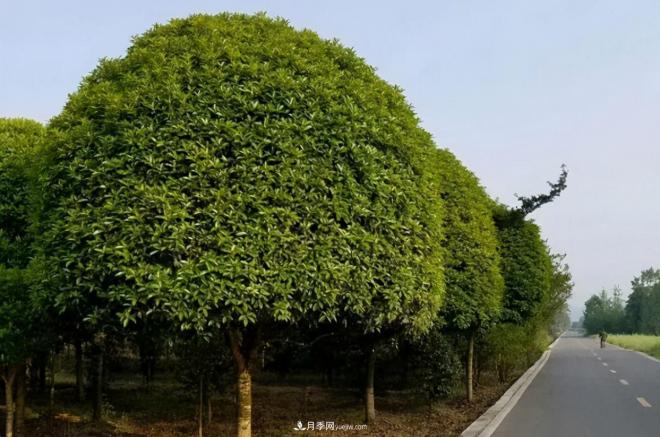 2020年，這幾種綠化工程苗越來(lái)越受歡迎(圖1)