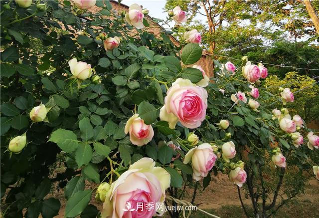 月季玫瑰香味大匯總，混合味、茶香味、果香味，總有一款是你的(圖1)