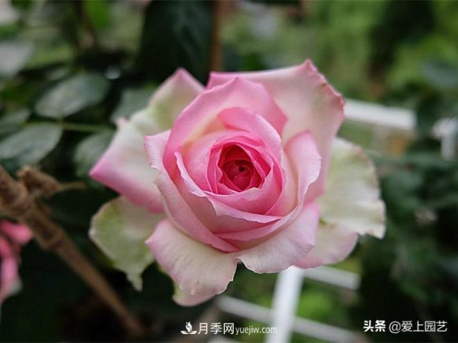 美貌與香味共存，抗病與長勢雙強(qiáng)，卻沒有火起來的月季(圖1)