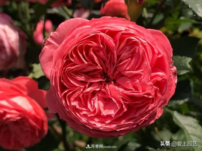 美貌與香味共存，抗病與長勢雙強(qiáng)，卻沒有火起來的月季(圖2)