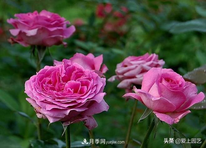 美貌與香味共存，抗病與長勢雙強(qiáng)，卻沒有火起來的月季(圖3)