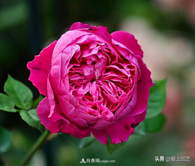 美貌與香味共存，抗病與長勢雙強(qiáng)，卻沒有火起來的月季(圖4)