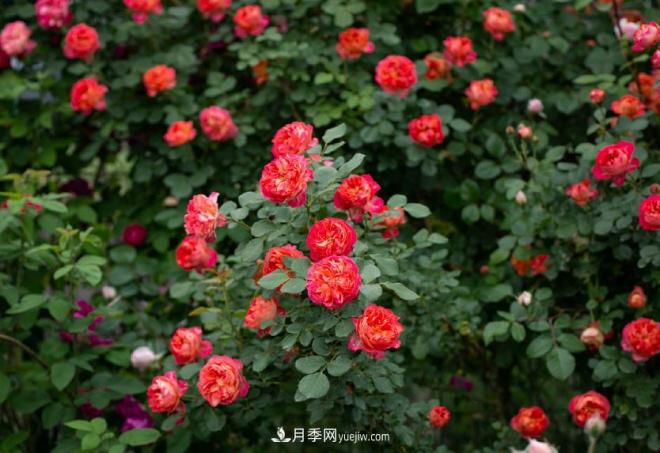 ***值得栽的10種藤本月季，每一種都很優(yōu)秀(圖8)